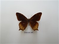 藏品(大幽眼蝶)的圖片